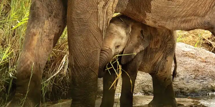 tryghedscirklen - baby elefant står under voksen elefant